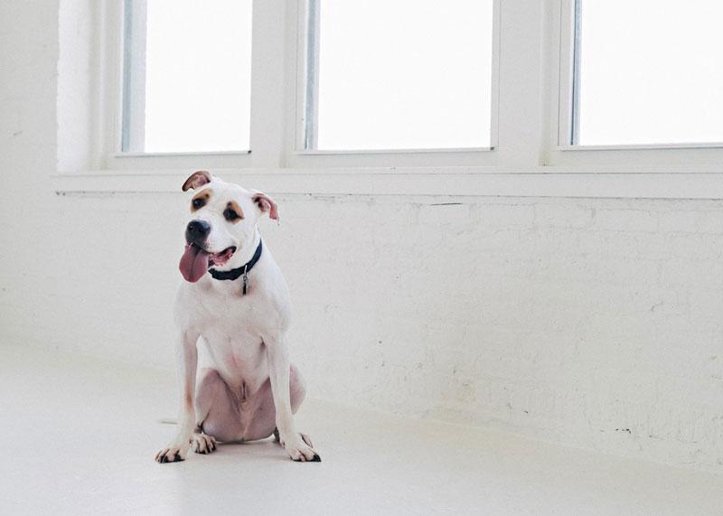 A Photo of King by Ashley Fischer for the Warm Noses Project