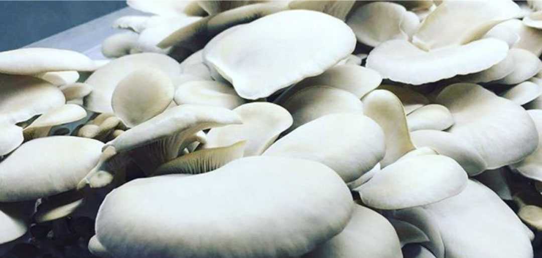 Pleurotus ostreatus growing in one of the first prototype units